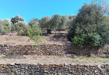 Tocht Stappen Port-Vendres - les Paulilles - Cap Bear via le sentier du littoral  / retour via collines et vignes  - Photo