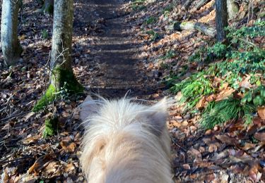 Trail Horseback riding Goxwiller - Mont saint Odile cva tryggur  - Photo