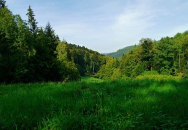 Tocht Te voet Bad Herrenalb - Große Runde über die Teufelsmühle - Photo