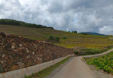 Percorso Marcia Collioure - commioure entre pradells et consolation  - Photo