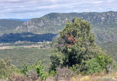 Trail Walking Cabrières - Pic de Viss - Photo