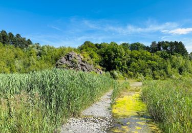 Trail Walking Charleroi - La réserve naturelle du Brun Chêne à Charleroi - Photo