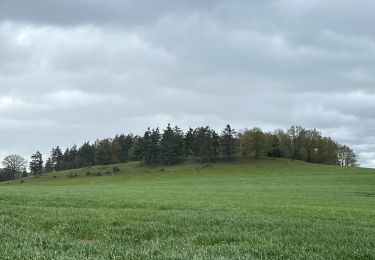 Tour Wandern Marche-en-Famenne - Wagamama - Photo