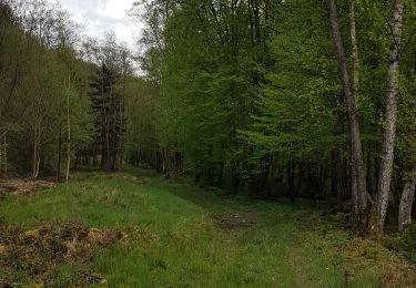 Excursión Paseo ecuestre Viroinval - Oignies / le Mesnil par Nobertins 100621 - Photo