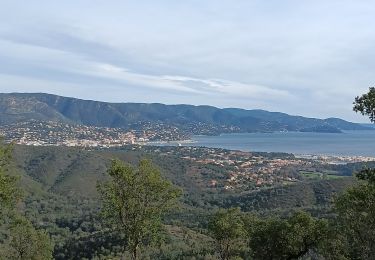 Trail Walking Bormes-les-Mimosas - La Favière, Brégançon, Cabasson - Photo