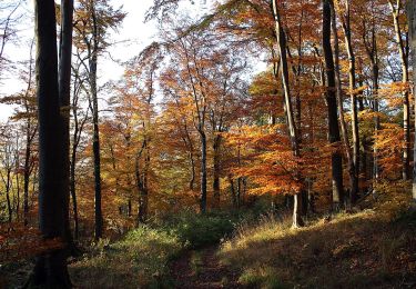 Trail On foot Römhild - Wanderroute II im Gleichberggebiet - Photo