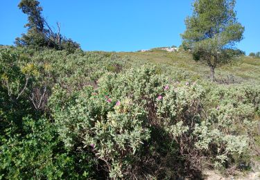 Trail On foot Cassis - Couronne de Charlemagne-10-04-24 - Photo