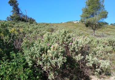 Tocht Te voet Cassis - Couronne de Charlemagne-10-04-24 - Photo