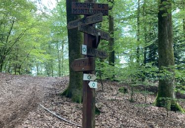 Trail Walking Saint-Nabord - Saint-Nabord - Photo