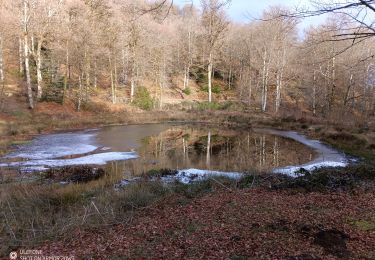 Trail Walking Escoussens - 2025-01-19 12:47:32 - Photo
