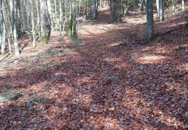 Percorso Marcia Saint-Hubert - LommeLesse - Photo
