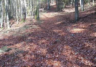 Tour Wandern Saint-Hubert - LommeLesse - Photo