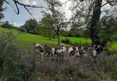 Trail Walking Alby-sur-Chéran - Promenade des Pommiers  - Photo