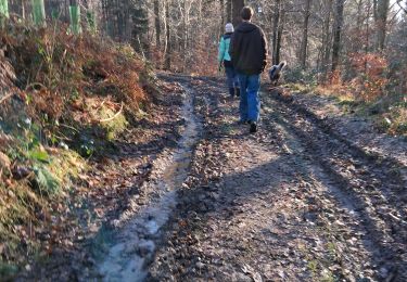 Tocht Stappen Stavelot - vieux sart deel2 - Photo