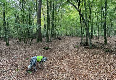Trail Walking Léglise - Bombois 8-9 km - Photo