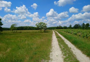 Tour Wandern Azay-le-Rideau - Azay-le-Rideau - l'Islette - 17km 220m 4h05 (20mn) - 2021 06 12 - Photo