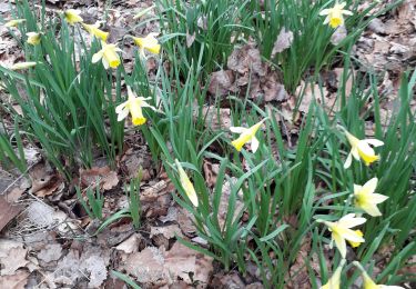 Trail Walking Harcy - harcy jonquilles  bruno - Photo