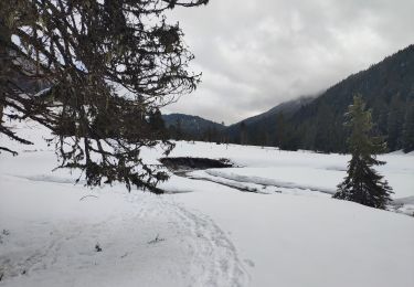 Randonnée Raquettes à neige Fillière - 21 février 2020 plateau des Glieres - Photo