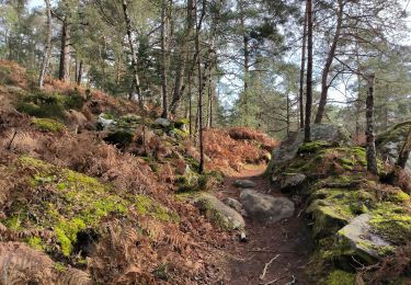 Trail Walking Fontainebleau - cabaret Masson 13 février mare aux ligueurs - Photo