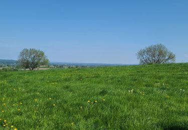 Tocht Stappen Blieberg - hombourg - Photo