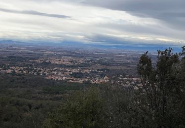 Tocht Stappen Laroque-des-Albères - La Roque des Albères, les cabanes de Mataporcs - Photo