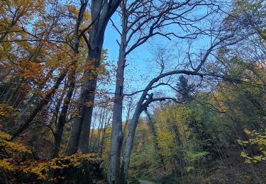 Trail Walking Ribeauvillé - 3 châteaux & Schlusselstein - Photo