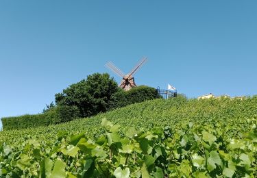 Tour Wandern Trépail - Trépail du 12 Juin 2022 - Photo