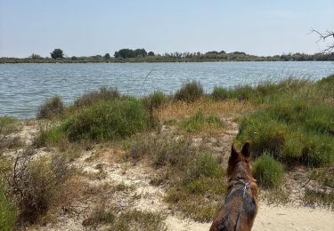 Trail Walking Aigues-Mortes - Les poissons d argent  - Photo