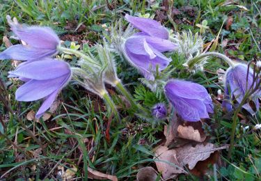 Trail Walking Saint-Denis-de-Vaux - chaume de russily - Photo