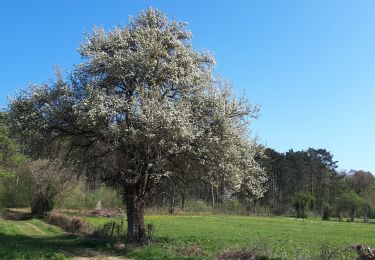 Randonnée A pied Wellin - Wellin, A la découverte de la Calestienne - Photo