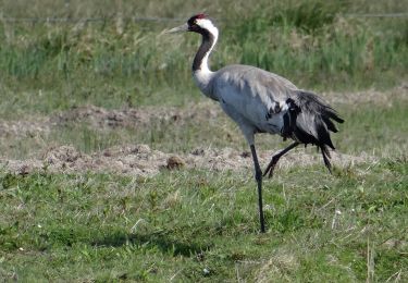 Tour Zu Fuß  - Les Crocs - Photo