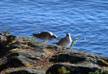 Tour Zu Fuß  - Rämåna - Kalvudden - Hedene - Photo