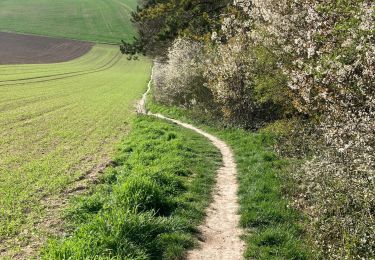 Tocht Stappen Boves - BOVES - Photo