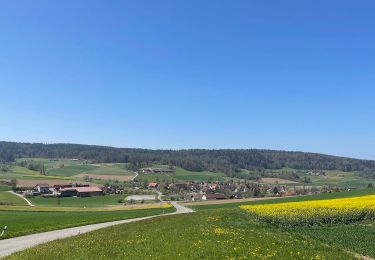 Percorso A piedi Fisibach - Fisibach- Bachs - Photo