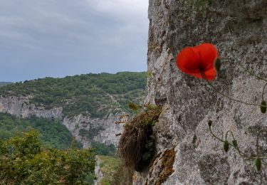 Trail Walking Saint-Antonin-Noble-Val - Saint Antonin Noble Val - côte de Ouf et cirque de Baune - Photo