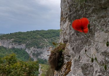 Randonnée Marche Saint-Antonin-Noble-Val - Saint Antonin Noble Val - côte de Ouf et cirque de Baune - Photo