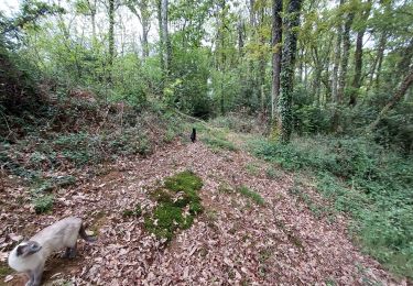 Tocht Stappen Livron - livron bambou  - Photo
