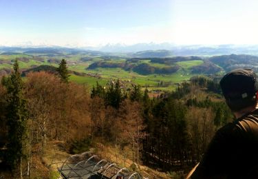 Trail On foot Bolligen - Deisswil-Cholgrueb - Photo