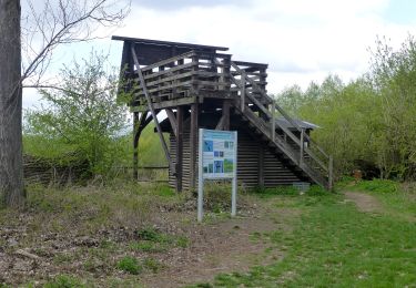 Excursión A pie Lampertheim - Rundwanderweg 1, Biedensand-Weg - Photo