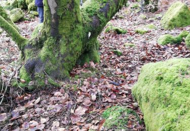 Tour Wandern Fontainebleau - Marc sou enir - Photo