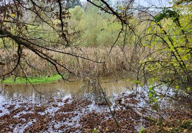 Tocht Stappen Andenne - Petit Waret 101124 - Photo