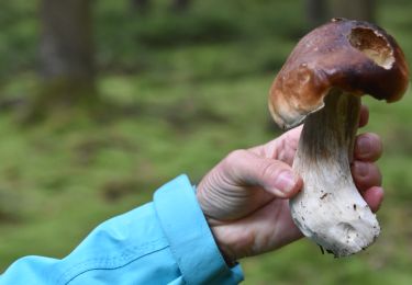 Tour Wandern Spa - 20231003 - Tous en vadrouille - Champignons Berinzenne  - Photo