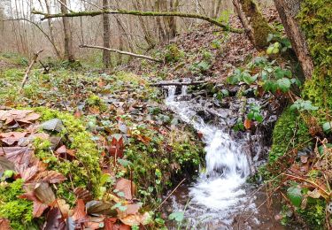 Tour Wandern Viroinval - Balade dans le Viroinval - De Vierves à Olloy - Photo