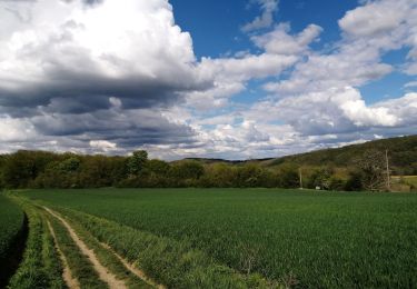 Excursión Senderismo Marchin - Marchin 'Autour du Lileau' - Photo