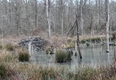 Trail Walking Marche-en-Famenne - wex ac 2 - Photo