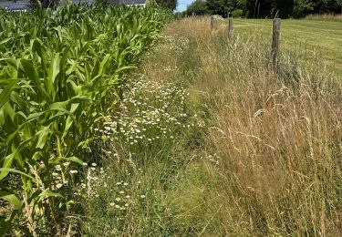 Trail sport Attert - Balisage GR15 - Photo