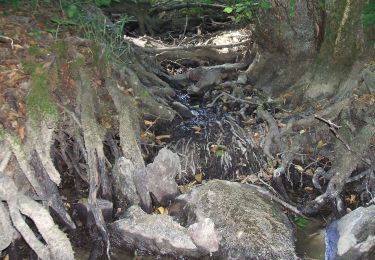 Trail On foot Butzbach - Wanderwege Wiesental - Libelle - Photo