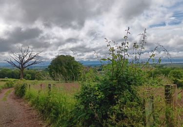 Trail Walking Sprimont - plain de fagne . rouge thier . adzeux - Photo