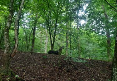 Trail Walking Habay - marche adeps ruelles  - Photo