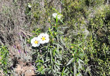 Trail Walking Puget-sur-Argens - lieutenante Beaumeruine - Photo